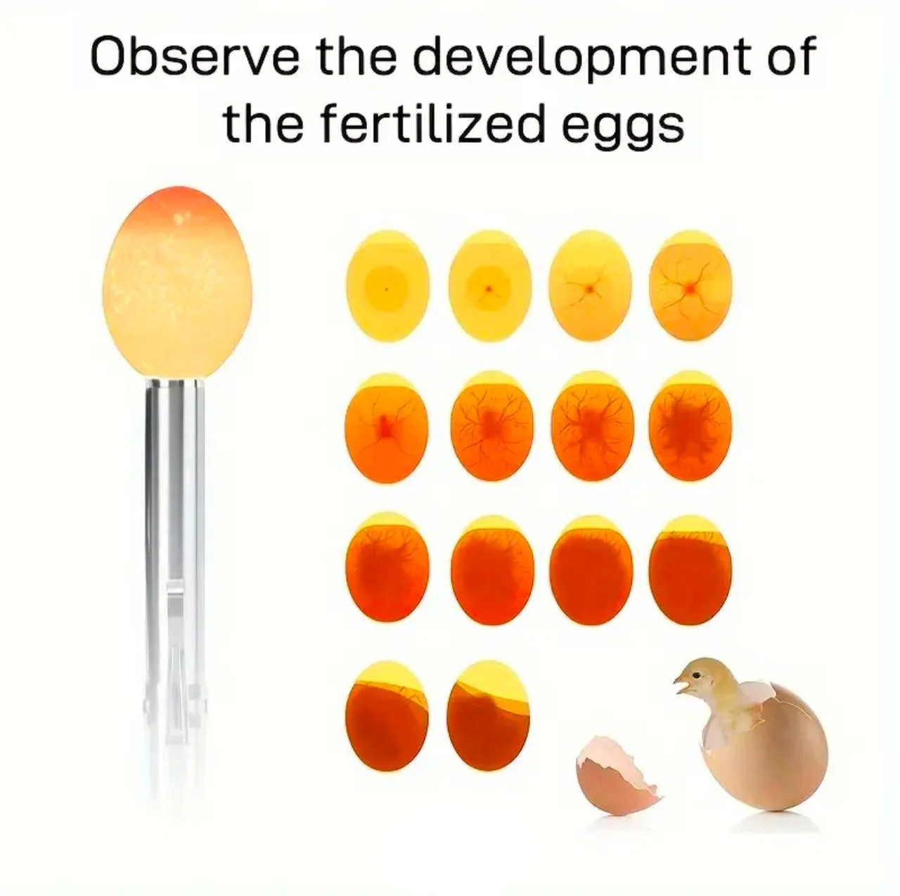 جهاز فحص تخصيب البيض قابل للشحن - Image 2